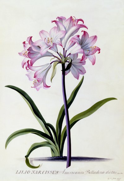 Lilio Narcissus, ca. 1744 von Georg Dionysius Ehret